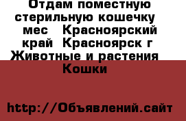Отдам поместную стерильную кошечку 9 мес - Красноярский край, Красноярск г. Животные и растения » Кошки   